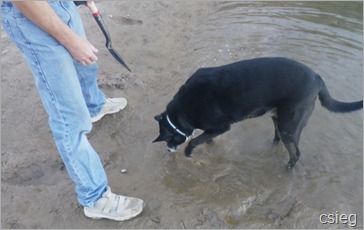 Detecting Dog Bridge 04 Detecting Dog Bridge 04