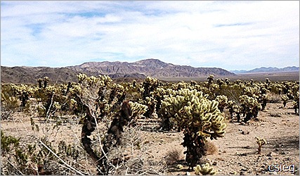 Joshua Tree National Park Trip (11) Joshua Tree National Park Trip (11)