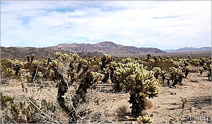 Joshua Tree National Park Trip  (11)