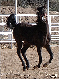 Kchocholate Feb 21 2011 08118 Kchocholate Feb 21 2011 08118