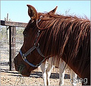 m feb 21  (10) ALI's Horses and Property 104