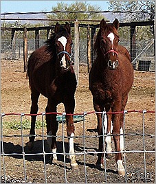 feb 21 (10) ALI's Horses and Property 056 feb 21 (10) ALI's Horses and Property 056