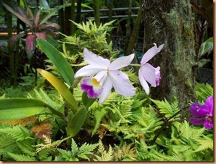 hawaii-volcano-tours