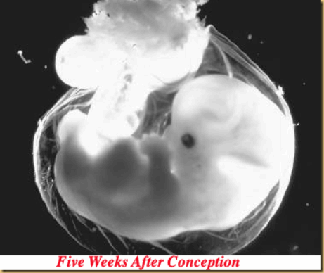 fetus-at-five-weeks