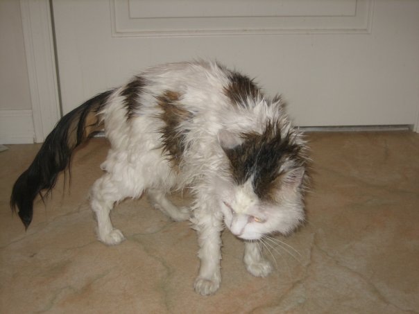 [bugg the pissed off cat[2].jpg]