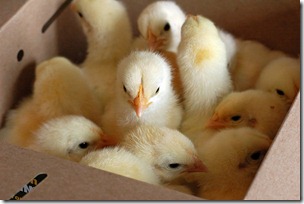 chicks