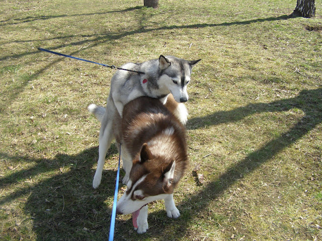 Качена снимка