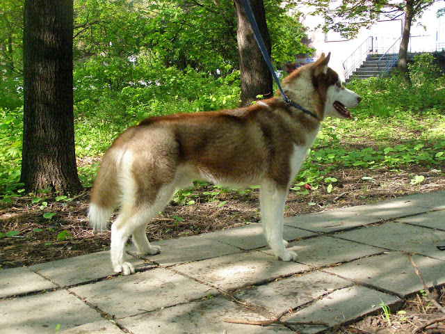 Качена снимка