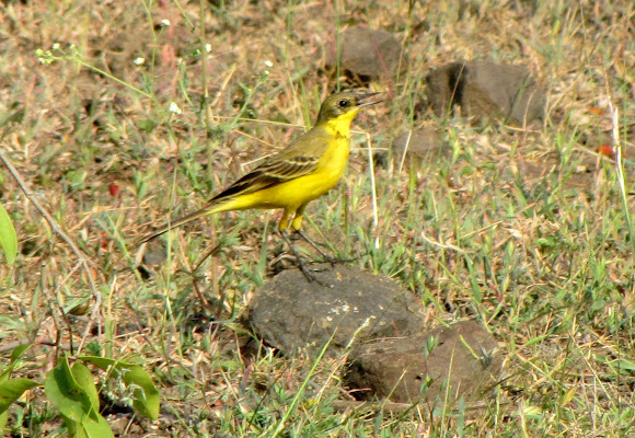 Spotting Image 1