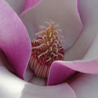 Alexandrina Saucer Magnolia