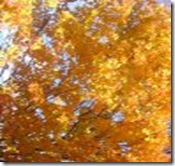 fall
