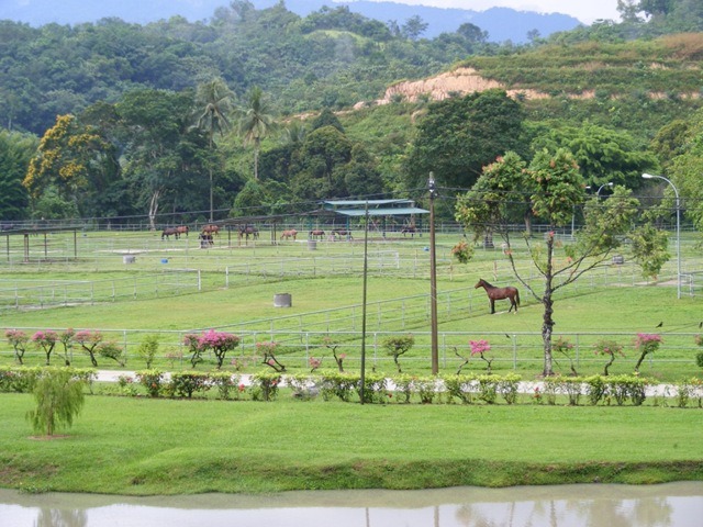 [horsefarm2[5].jpg]