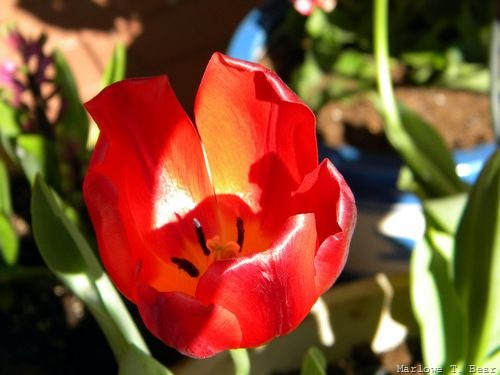 [tn_2010-05-03 Tulips (4)_edited-1[4].jpg]