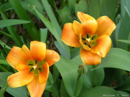 [tn_2010-04-15 Tulips (6)[3].jpg]