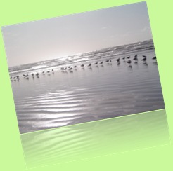 Aves migratorias na praia Aves migratorias na praia