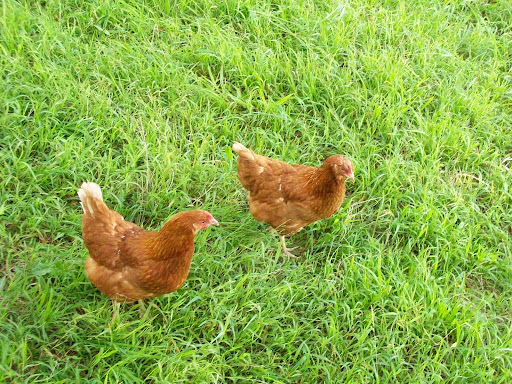 Craig and Martha's chickens