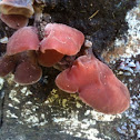 Wood Ear