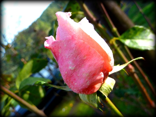 [P1010645 (2)_picnik[4].jpg]