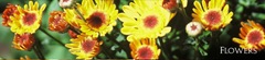 flower-banner (3)