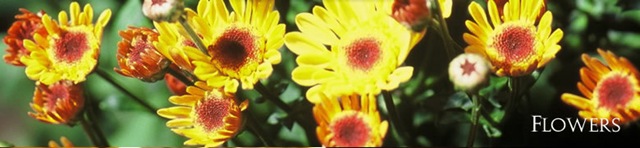 [flower-banner (3)[4].jpg]