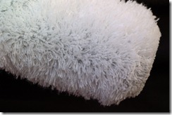 wooster polar bear