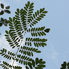 Tamarind