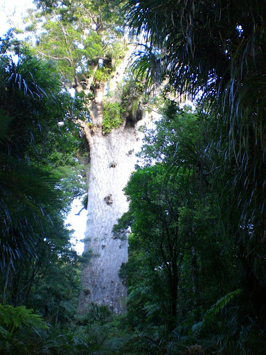 masgrande