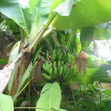 Bananen im Garten!