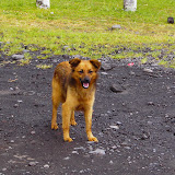 Ein streunender Hund