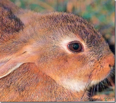 conejo