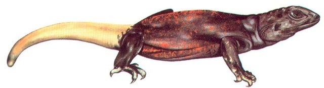 CHUCKWALLA (male) 