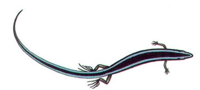 Oordylosaurus subtessellatus 