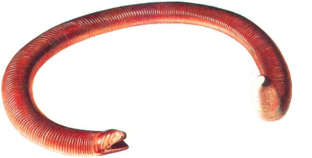 WHITE-BELLIED WORM LIZARD 