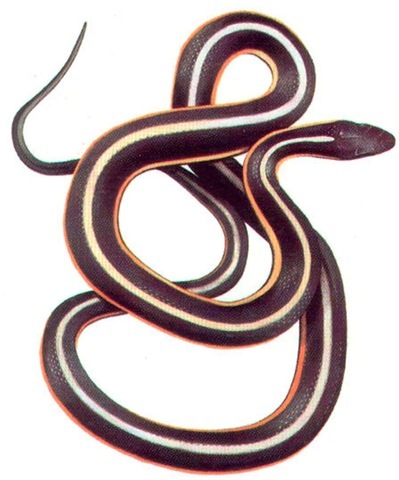 COMMON GARTER SNAKE 