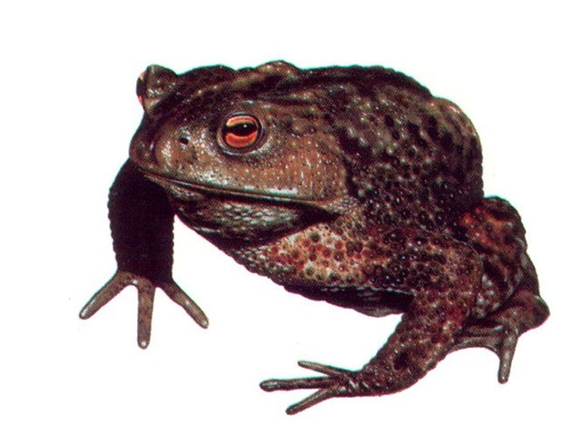 COMMON TOAD 