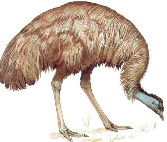 EMU 