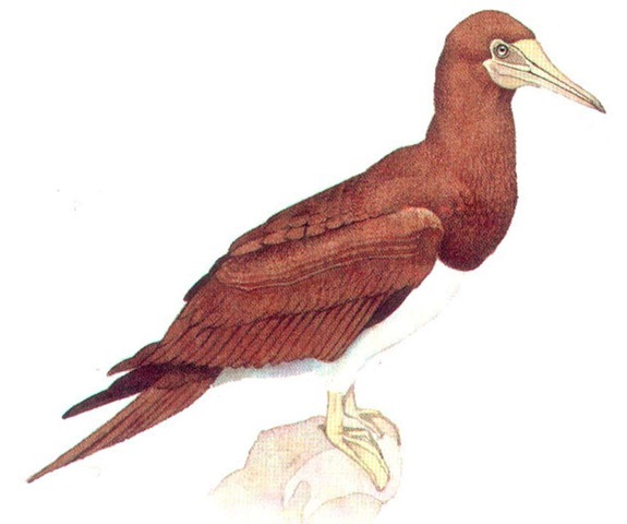 BROWN BOOBY 