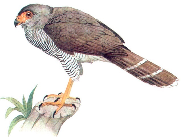 BARRED FOREST FALCON 