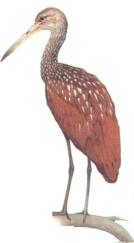 LIMPKIN