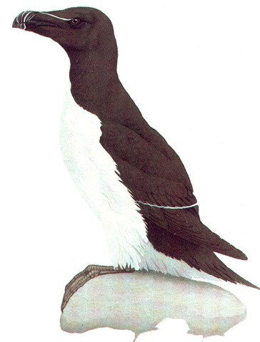 RAZORBILL (breeding plumage) 