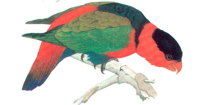BLACK-CAPPED LORY 