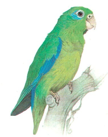 SPECTACLED PARROTLET (male)
