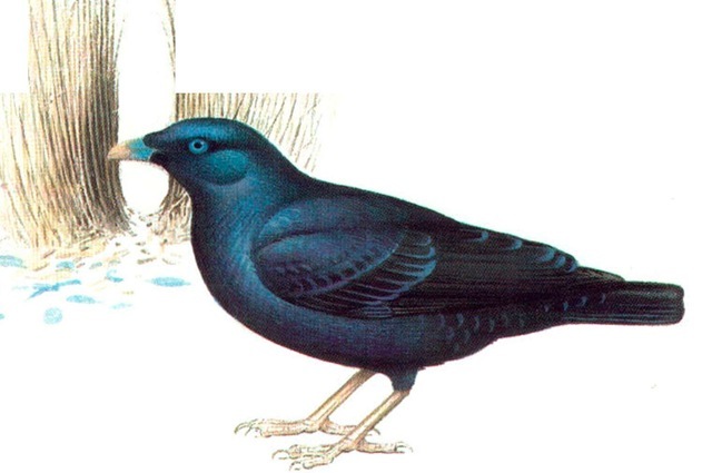 SATIN BOWERBIRD (male) 