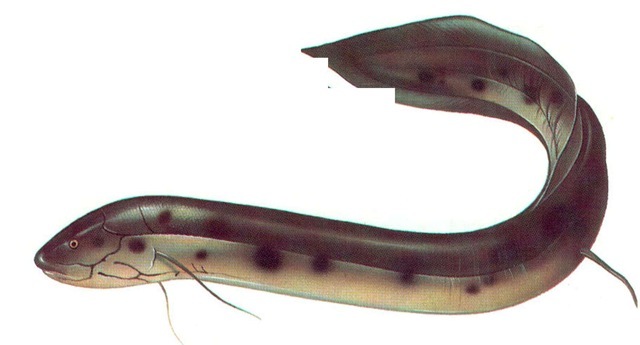 SOUTH AMERICAN LUNGFISH 