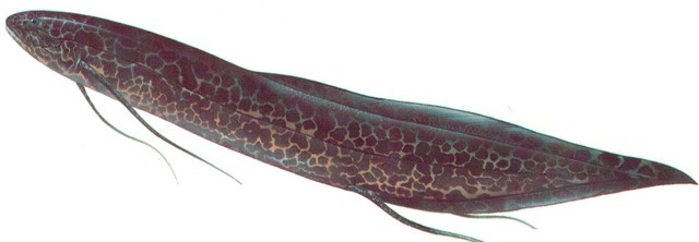 AFRICAN LUNGFISH 