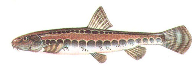 SPINED LOACH 
