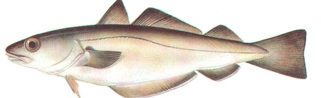 WHITING 