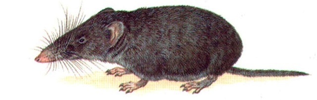 GIANT MEXICAN SHREW 