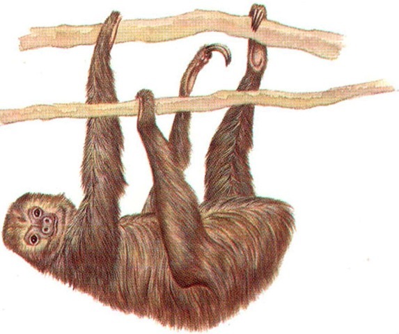TWO-TOED SLOTH 