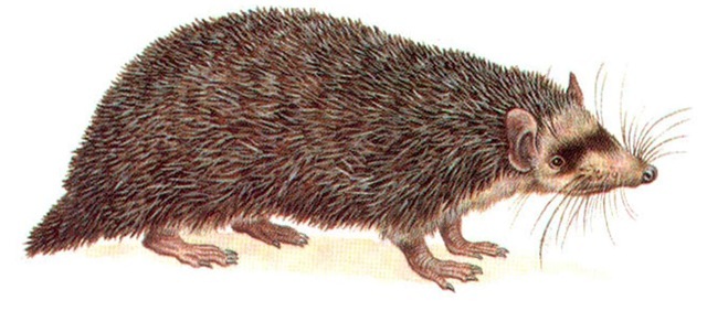 GREATER HEDGEHOG TENREC 